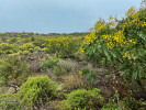 Horní hranice sukulentového buše v okolí obce Santiago del Teide v severozápadní části Tenerife s nízkými keři mořeny křovinaté (Rubia fruticosa) v popředí (4. března 2022). Foto J. Moravec