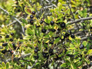  Zralé plody keře mořeny křovinaté. Černé zbarvení plodů odpovídá poddruhu R. fruticosa subsp. melanocarpa. Okolí obce Santiago del Teide, 940 m n. m. (14. dubna 2019). Foto J. Moravec