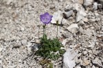 Zvonek karpatský (Campanula carpatica). Foto T. Urfus