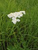 Řebříček Achillea impatiens. Foto F. Kolář