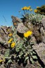 Stenoendemický  druh Andryala  laevitomentosa  ve štěrbinách  silikátových skal  na vrcholu hory Pietrosul Bogolin  v pohoří Munții Bistriței v rumunských Karpatech. Foto P. Turis