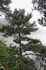 Habitus staršího stromu kataje  stříbrolisté na její klasické lokalitě v rezervaci Chua-pching v okrese  Lung-šeng (provincie Kuang-si). Foto R. Businský