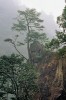 Habitus staršího stromu pajedlovce čínského (Nothotsuga longibracteata)  na skalním výchozu objevený autorem článku začátkem r. 1994 u dna soutěsky v pohraničních horách mezi provincií Kuang-tung a Chu-nan. Foto R. Businský