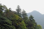 Skupina stromů kataje stříbrolisté (Cathaya argyrophylla) na skalnatém  žebru v severozápadních svazích  pohoří Ťin-fo-šan v okrese Nan-čchuan (provincie Čchung-čching), odkud byl druh zprvu nadbytečně popsán  jako C. nanchuanensis. Foto R. Businský
