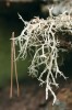 V posledních letech se na našem území šíří větvičník měnlivý (Evernia me­somorpha). Většinu jeho substrátů tvoří větvičky trnkových keřů. Foto F. Bouda