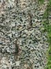 Jadernička lesklá (Pyrenula nitida) – druh vázaný na zachovalé lesní porosty s vlhkým mikroklimatem, kde roste na hladké borce listnatých dřevin, nejčastěji buků. Foto F. Bouda