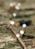 Vzácný lišejník poprášenka botkatá (Sclerophora peronella). V současné době roste na velmi omezeném počtu lokalit, kde na dřevu nebo zvětralé borce torz listnatých stromů vyhledává místa skrytá před deštěm. Foto F. Bouda
