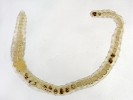 Trichodrilus strandi, typický druh bazických pramenišť se srážením pěnovce. Foto J. Schenková