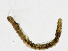 U druhu Ripistes parasita se vyvinul neobvyklý způsob získávání potravy pasivním filtrováním do svazku štětin. Foto P. Pařil