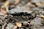  Elaphrus sp. představuje menší  druh střevlíkovitých brouků,  který je jen vzácně chycen pomocí zemních pastí. Pravděpodobnost  ulovení do pastí navíc snižují  i jeho mikrobiotopové nároky –  rod Elaphrus vyhledává velmi vlhká místa,  kam entomologové pasti neradi umísťují kvůli nebezpečí jejich zatopení. Foto P. Krásenský 