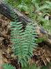 Výrazná heterofylie (různolistost) u kapradiny prašnatcovité (Polystichum acrostichoides). Trofofyly (fotosyntetizující listy) vyrůstají v listové růžici po celou sezonu, zatímco trofosporofyly (fotosyntetizující listy nesoucí výtrusy) vyrůstají sezonně uprostřed růžice, směřují vzhůru, a usnadňují tak výtrusům dostat se do vzdušných proudů.  Foto L. Ekrt