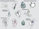 Přehled zástupců eukaryot s redukovanými mitochondriemi. Fakultativně anaerobní mitochondrie: A – škrkavka dětská (Ascaris lumbricoides), hlístice pa­razitující v lidských střevech; B – krásnoočko štíhlé (Euglena gracilis), sladkovodní sekundární řasa schopná žít fototrofně i bez světla, s kyslíkem i bez něj. Mitochondrie produkující vodík: C – Nyctothe­rus ovalis, nálevník žijící jako symbiont ve střevech švábů; D – Blastocystis hominis, střevní parazit člověka příbuzný rozsivkám a chaluhám, na snímku stadium zvané trofozoit s velkou vakuolou.  Redukovaná mitochondrie: E – Pygsuia  biforma, mořský měňavkovitý bičíkovec s panožkami připomínajícími štětiny. Hydrogenozomy: F – bičenka poševní (Trichomonas vagina­lis) způsobující trichomonózu; G – Neocallimastix frontalis, chytridiomyceta žijící jako symbiont v bachoru přežvýkavců. Mitozomy:  H – lamblie střevní (Giardia intestinalis),  lidský parazit způsobující průjmové onemocnění – giardiózu, její buňka má dvě jádra, čtyři páry bičíků a přední část tvoří přísavný disk, kterým se lamblie přichytává na stěnu střeva; I – měňavka úplavičná (Entamoeba histolytica) parazitující v lidských střevech může způsobovat životu nebezpečnou úplavici (dyzenterii);  J – hmyzomorka neboli nosema včelí (Nosema apis), mikrosporidie napadající včely, zde spora připravená k infekci hostitele. Zcela bez mitochondrie:  K – Monocercomonoides sp., oxymonáda žijící jako komenzál ve střevech činčily. Orig. A. Novák Vanclová