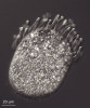 Příklady obligátně anaerobních eukaryot. Sladkovodní nálevník Legendrea loyezae (Sar: Alveolata: Ciliophora), rovněž z třídy Litostomatea, je specializovaný predátor drobných živočichů břicho brvek (Gastrotricha), které žijí na rozhraní oxické a anoxické vrstvy sladkovodních habitatů. Je považován za velmi vzácného a během posledních sta let byl pozorován pouze několikrát.  Foto  O. Pomahač