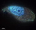  Autofluorescence metanogenních  symbiontů v makronukleu dosud  nepopsaného sladkovodního anaerobního nálevníka z řádu Metopida po osvícení  UV zářením. Je vidět kontura buňky,  symbionti se nevyskytují v cytoplazmě.  Foto O. Pomahač 