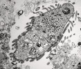 Nepopsaný druh mořských nálevníků rodu Maricyclidium z podtřídy Scuticociliatia s přisedlými ektosymbionty, pravděpodobně síran redukujícími bakteriemi (S). Kromě nich jsou vidět podpovrchové hydrogenosomy (H), bičíky  (brvy, B), makronukleus (Ma), mikronukleus (Mi) a potravní vakuoly (P).   Snímek z transmisního elektronového  mikroskopu. Foto K. Koštířová 