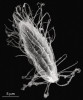 Sladkovodní anaerobní nálevník  Anaerocyclidium fusiforme z podtřídy  Scuticociliatia. Na povrchu nemá žádné  ektosymbionty, zato má metanogenní  endosymbionty, kteří zde nejsou vidět.  Snímek ze skenovacího elektronového  mikroskopu. Foto K. Koštířová 