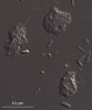 Příklady obligátně anaerobních eukaryot. Nepopsaný druh sladkovodních améboidních bičíkovců rodu Brevimastigomonas (Sar: Rhizaria: Cercozoa). Brevimastigomonády mají ze všech známých obligátně anaerobních protist nejméně redukovanou mitochondrii.  Foto I. Čepička
