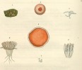 Nákres plodnice a detail hymenia zemničky bělolemé (Octospora leucoloma). Vřecka s 8 askosporami jsou zakreslena jednak v řezu plodnicí (6) a dále v detailu s parafýzami (buňky mezi  vřecky). J. Hedwig (1787)
