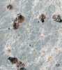 Hnojenka výkalová (Sordaria fimicola) na agarové živné půdě. Lze vidět shluky tmavých askospor na vrcholu plodnice a spory v jejich okolí. Foto O. Koukol