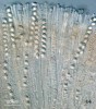Vřecka chřapáče kadeřavého (Helvella crispa) s askosporami. Štíhlé, na vrcholu mírně nafouklé buňky mezi vřecky  jsou parafýzy. Foto O. Koukol