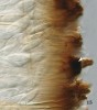Barva hymenia kořenitky nadmuté (Rhizina undulata) je dána tmavými výměšky na vrcholu parafýz (šipka),  které vyrůstají nad úroveň vřecek. Foto O. Koukol