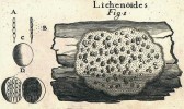 Nákres stélky a řezu plodnice děratky (Pertusaria sp.). Vřecka se čtyřmi  askosporami jsou zakreslena jednak uvnitř plodnice (D) a jednak volně (A, B).  P. A. Micheli (1729)