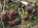 Plodnice  kořenitky nadmuté  (Rhizina undulata)  jsou typické svým  tmavým vypouklým  hymeniem a výskytem   na holé zemi  na spáleništích  v jehličnatých lesích.  Díky své velikosti (2–12 cm v průměru) a růstu ve skupinách bývají plodnice  snadno k nalezení.   Foto O. Koukol
