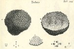 Nákres plodnice a vřecek  se 2–4 askosporami (E, F, G) lanýže (Tuber sp.). P. A. Micheli (1729)