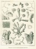 ČAVU podporovala také výzkumy paleontologa Filipa Počty. Ilustrace z jeho publikace O mechovká́ch z korycanský́ch vrstev: pod Kaňkem u Kutné Hory, kterou druhá třída ČAVU vydala r. 1892 v rámci řady Palaeontographica bohemiae. 