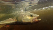 Bolen dravý (Leuciscus aspius) – nelze pochybovat o jeho potravní specia lizaci. Foto P. Horký