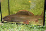 Lipan podhorní (Thymallus thymallus), hmyzožravý druh, který často ustupuje konkurujícím kaprovitým rybám. Foto O. Slavík