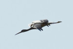 Zřejmě další kříženec čápa bílého (Ciconia ciconia) s č. černým (C. nigra) pozorovaný 1. května 2024 na Jičínsku, nesoucí znaky obou druhů – pohled shora. Foto J. Šimek