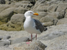 Americký racek západní (Larus occidentalis) tvoří relativně často páry tvořené dvěma samicemi, jejichž oplození zajistí sousední samci. Vyvedou pak potomky bez účasti otců. Foto M. Čapek