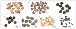 Ukázky zajímavě tvarovaných semen obecně známých druhů. A – semena  torpédovitého tvaru s lesklým povrchem patří pšeníčku rozkladitému (Milium effusum). Jejich povrch je velice hladký, což chrání semena před patogeny, protože na něm hůře ulpívají např. spory hub. B – vlčí mák (Papaver rhoeas) tvoří  charakteristická drobná semena velikosti kolem 0,5 mm se síťovitě strukturovaným povrchem a výrazně proměnlivou barvou, od světle hnědé po šedou.  C – semena mydlice lékařské (Saponaria officinalis) s velikostí 1–2 mm se vyznačují strukturovaným povrchem s výstupky uspořádanými v řadách. Na jejich spodní straně nalezneme charakteristický  hluboký zářez. D – typicky kulovitý tvar semen hořčice polní (Sinapis arvensis). Mají relativně hladký, pouze málo strukturovaný povrch a barva bývá většinou tmavě hnědá, může však být i světlejší. E – penízek rolní (Thlaspi arvense) se vy­značuje tmavě hnědými až černými semeny různých odstínů, na délku dosahují asi 2 mm. Charakteristickým znakem  je u tohoto druhu přítomnost výrazných oválných rýh. F – kopřiva dvoudomá (Urtica dioica) produkuje semena  o velikosti přibližně 1 mm s hladkým povrchem, světlou bledě žlutou barvou a typickým kapkovitým tvarem se dvěma špičkami. G – světle hnědá semena třezal­ky tečkované (Hypericum perforatum) dosahují velikosti asi 1 mm na délku. Mají tyčinkovitý tvar s jemně strukturovaným povrchem. Foto J. Kůrová