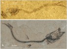 Larva (a) a dospělec (b) druhu Glossanodon musceli (Pauca, 1929). Snímky T. Přikryla