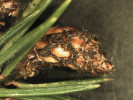 Rozmnožovací struktury kloubnatky smrkové (Gemmamyces piceae). Pyknidy, tedy plodnice nepohlavního stadia. Foto K. Černý