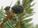 Rozmnožovací struktury kloubnatky smrkové (Gemmamyces piceae). Peritecia, tedy plodnice pohlavního stadia. Foto K. Černý