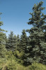 Včas provedené probírky a zahájení obnovy porostů. Ponechaný smrk pichlavý (Picea pungens) dobře regeneruje a dostatečně chrání umělou obnovu s. ztepilého (P. abies). Foto K. Černý