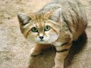 Na celkovém vzhledu kočky pouštní upoutají hlavně velké, daleko od sebe posazené uši. Foto M. Balcar