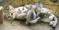 Kojící samice kočky pouštní Eva. Foto M. Balcar
