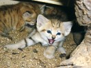 Mládě kočky pouštní z posledního  6. vrhu současného chovného páru v brněnské zoo ve stáří 30 dnů. V této době projevují první zájem o maso. Foto M. Balcar