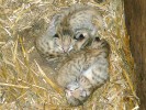  Šestidenní mláďata kočky pouštní  při kontrole – v té době ještě nemají  otevřené oči a jsou pouze kojena. Foto M. Balcar