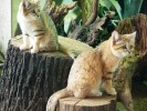 Arabský poddruh kočky pouštní (Felis margarita harrisoni) v Zoo Brno. Foto M. Balcar