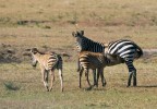 Kojení hříběte  zebry Böhmovy  (Equus quagga boehmi) v keňské rezervaci Masai Mara.  V drtivé většině  případů zaujímá  zebří hříbě  pro kojení antiparalelní  pozici, jak ilustruje  i tento snímek. Rozsáhlý výzkum kojení zeber se uskutečnil v zoologické zahradě Dvůr Králové  nad Labem.  Foto J. Ševčík