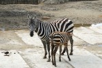 Zebry stepní (Equus quagga) ukončovaly a odmítaly jednotlivá kojení nejčastěji. Konflikt mezi matkou a mládětem  je tak u nich nejsilnější. Foto J. Pluháček