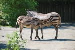 Zebry horské (Equus zebra) kojily nejdéle, což může zdůrazňovat psychologický význam kojení, protože ve stádech tohoto druhu panuje mezi dospělými zvířaty značné napětí. V evropských zoologických zahradách se chová poddruh zebra Hartmannové (E. z. hartmannae).  Foto J. Pluháček