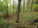 Hostěnice, Mokerský les – místo výskytu západokarpatského endemitu malenky krasové (Hungarosoma bokori). Foto K. Tajovský
