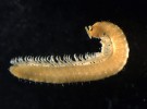 Mnohonožky osídlující přirozená stanoviště: světlanka tatranská (Hylebainosoma tatranum). Foto P. Dolejš