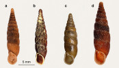 Zástupci čeledi závornatkovití (Clausiliidae). Vřetenatka obecná (Alinda biplicata, a), která se vyskytuje i synantropně, např. v intravilánech obcí, vřetenka šedivá (Bulgarica cana, b) jako přísně lesní plž, vyžadující velké množství padlého dřeva a pralesovitou strukturu porostu, nádolka nadmutá (Vestia turgida, c) a řasnatka břichatá (Macrogastra ventricosa, d). Poslední dva druhy můžeme výjimečně najít i v zachovalých horských smrčinách s vysokou vlhkostí a množstvím padlého dřeva. Foto M. Horsák