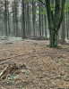 Ukázka ploch ze studovaných hospodářských lesů s převahou smrku. Foto K. Svobodová